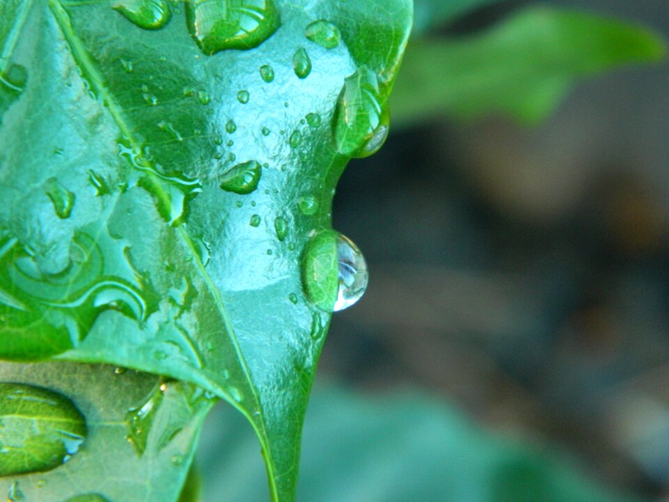 Agua raindrop water