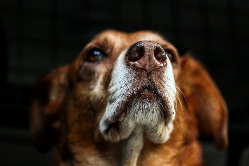 Fur hybrid animal