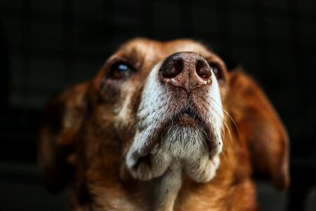 Fur hybrid animal photo