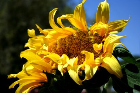 Distressed Sunflower photo