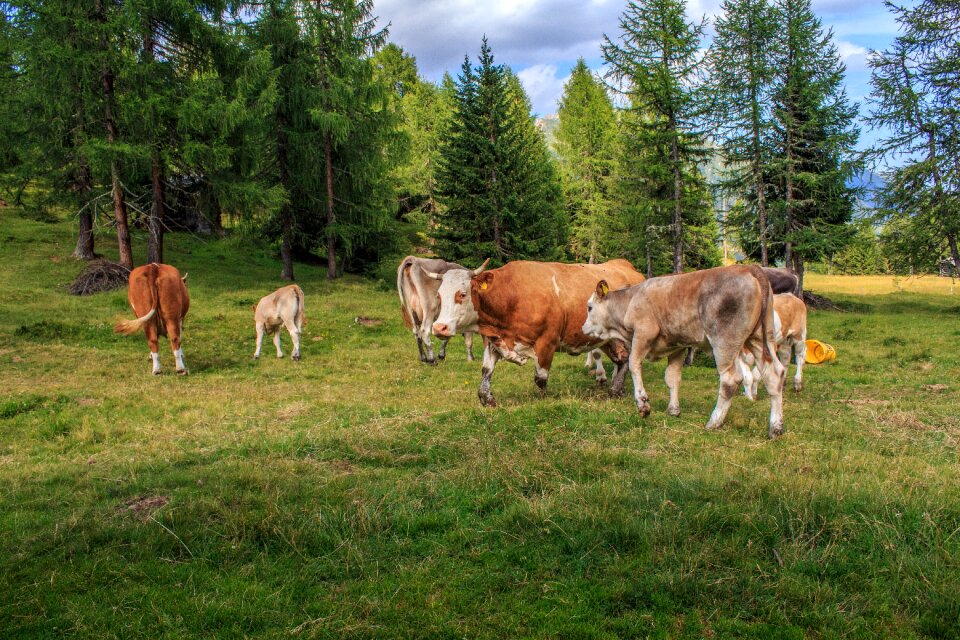 Beef dairy cows cattle
