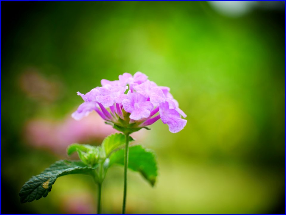 03Feb2019 - small purple flowers
