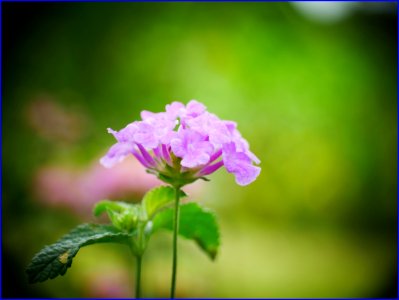 03Feb2019 - small purple flowers photo