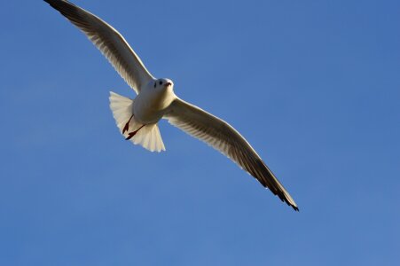 Animal water bird animal world photo