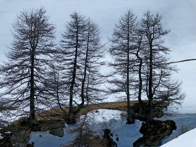 Larch mountain alps