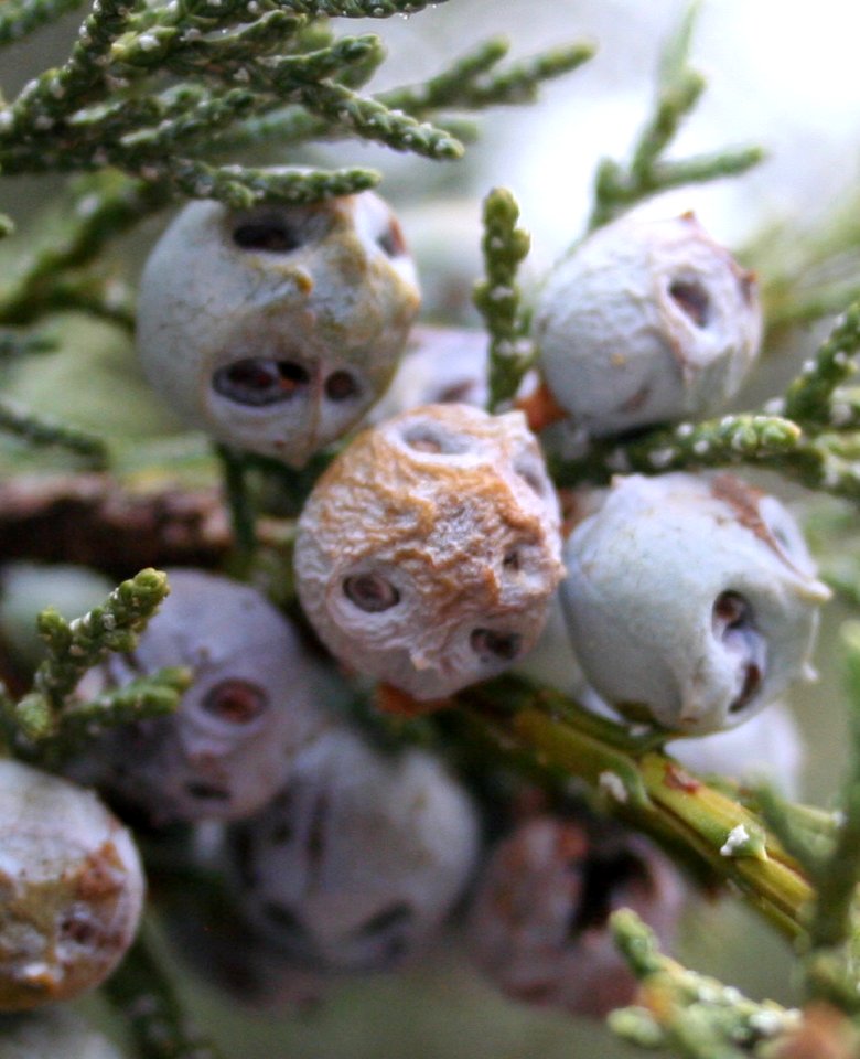 More Alien Berry Heads