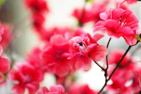 Bouquet pink branch photo