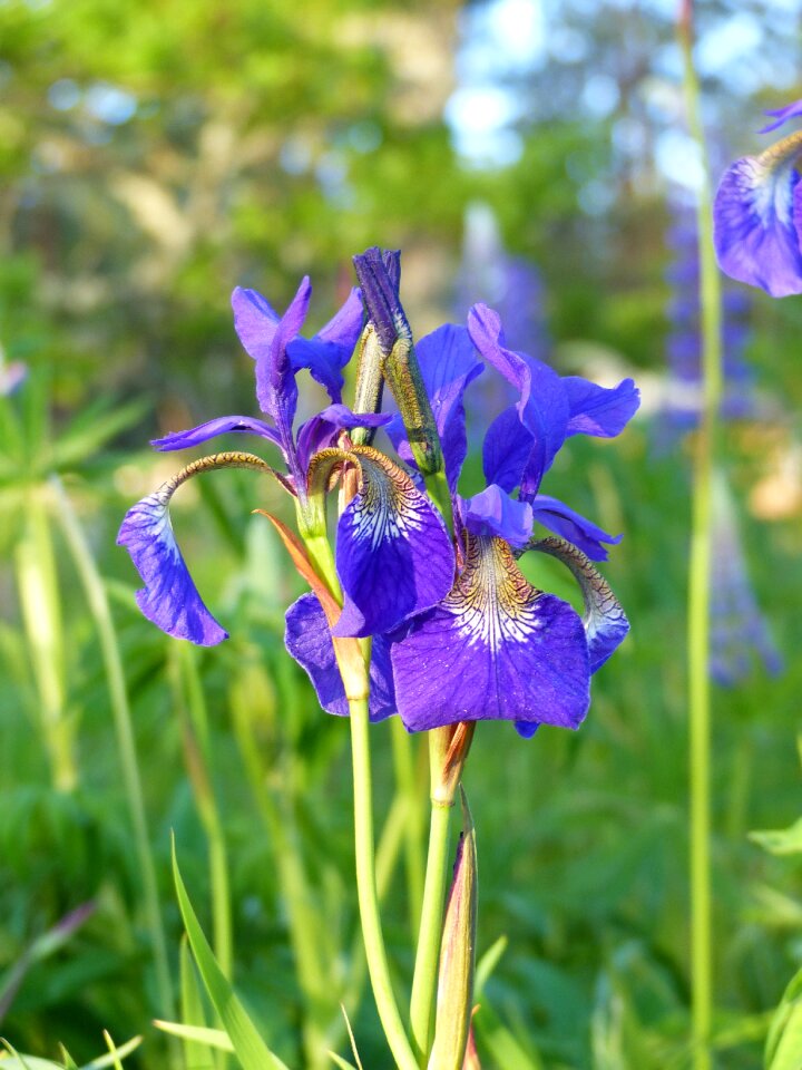 Blue garden summer photo