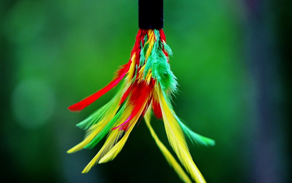 Colorful color bird feather