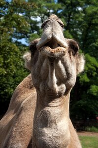 Camel head muzzle animal