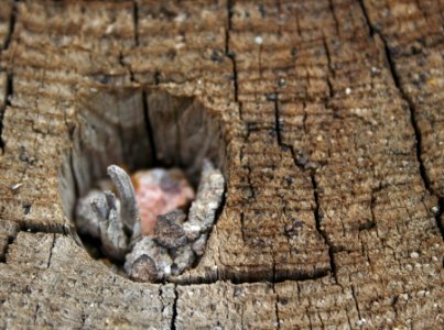 Crud In Hole In Stump