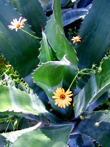 Flower and Agave