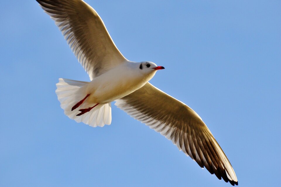 Animal water bird animal world