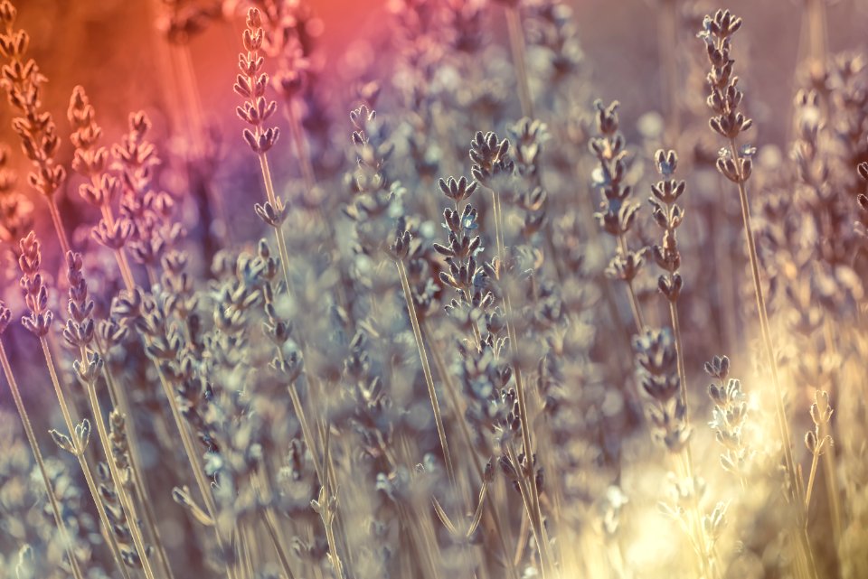Lavender field with light leak effect