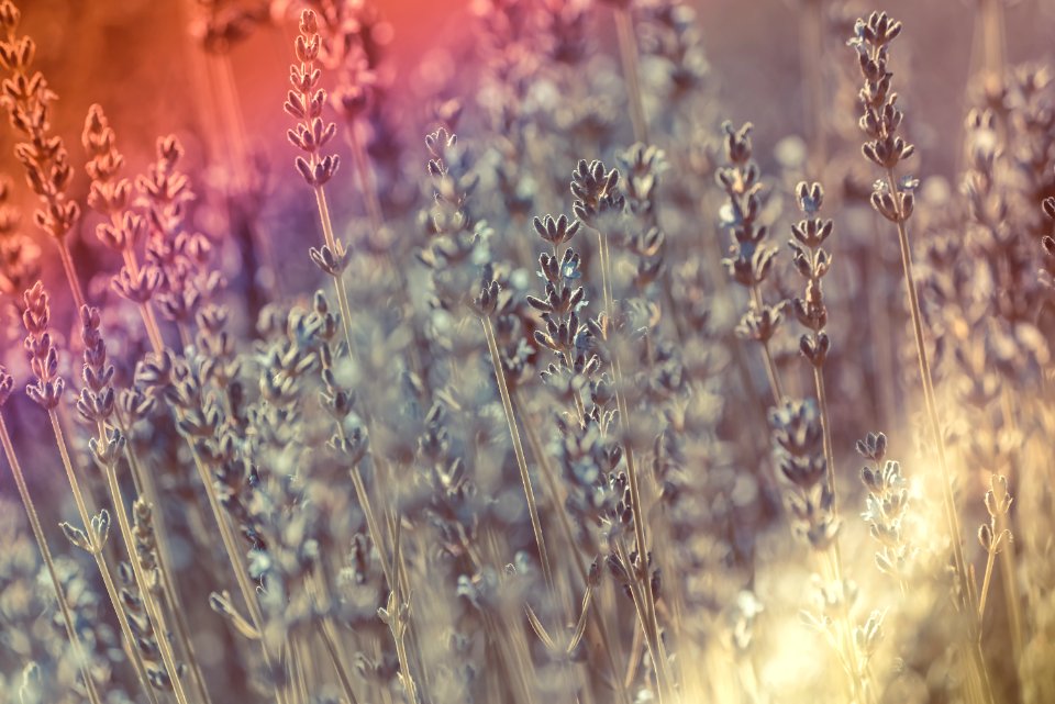 Lavender field with light leak effect photo