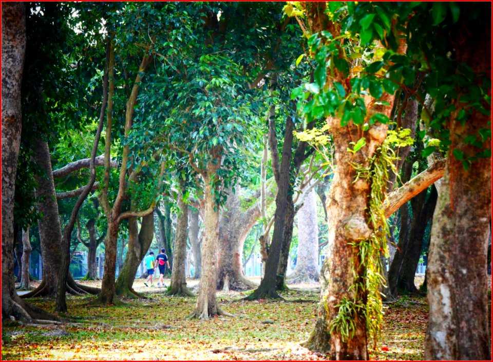 pasir ris park - this is a birds' haven as tall trees are their homes, sea and river for their food