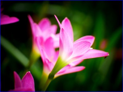 pinky flowers photo