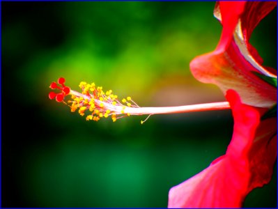 25Jan2019 - hibiscus photo