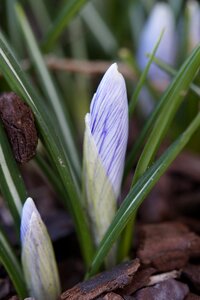 Bud early bloomer spring photo