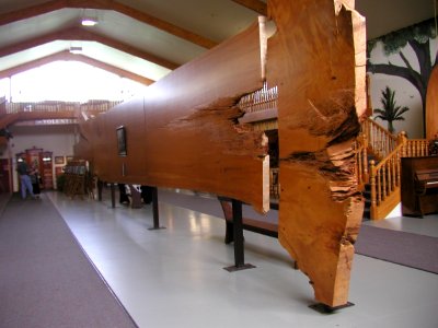 Kauri Museum photo