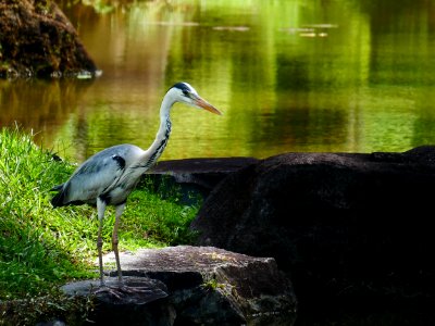 japanese garden - heron photo