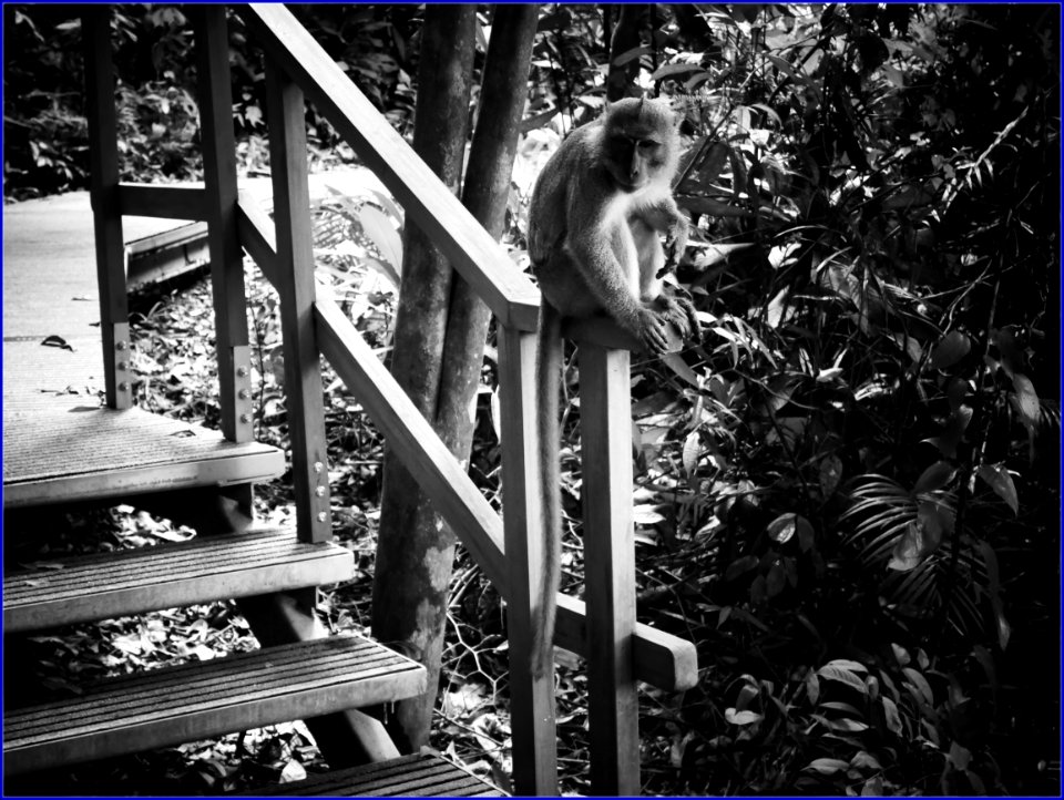 do not feed the monkeys