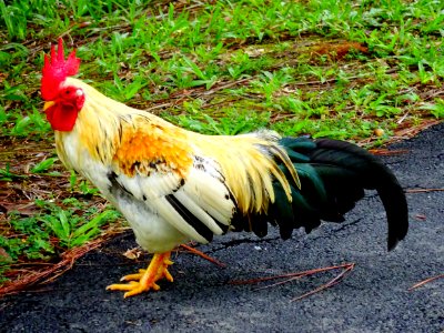 colorful rooster photo