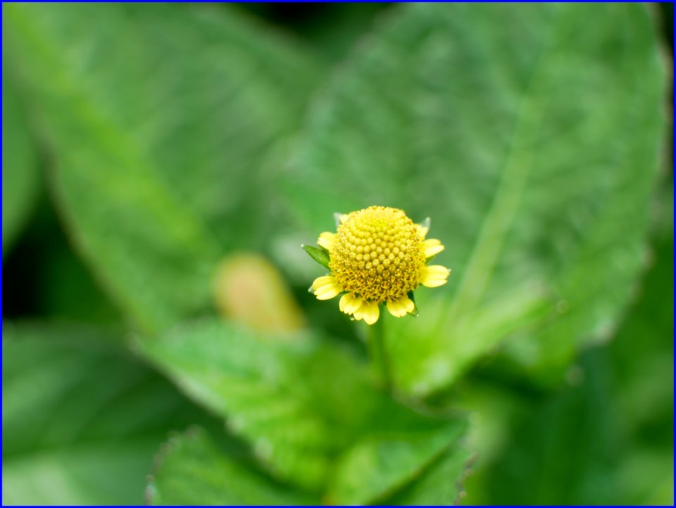 yellow flowers