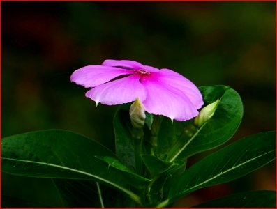 18Feb2019 - umbrella flower