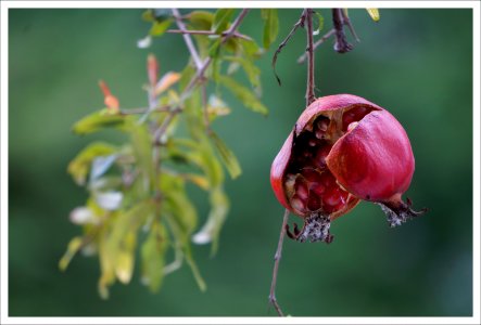 split pomegranate, ready to feed the birds photo