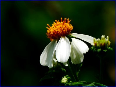 03Feb2019 - withering Daisy photo