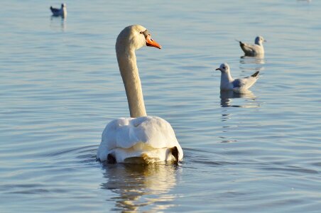 Lake constance animal world lake