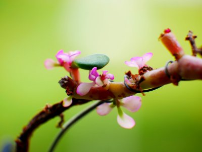 minute flowers