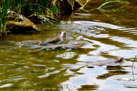 otters swimming photo