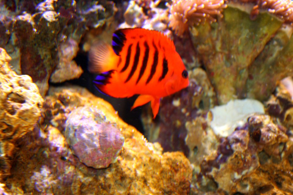 Tiger Fish