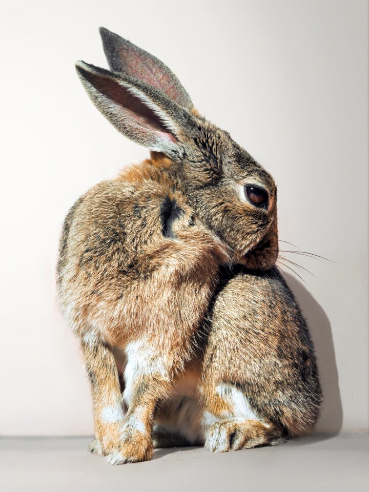 Cute white background