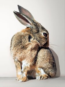 Cute white background