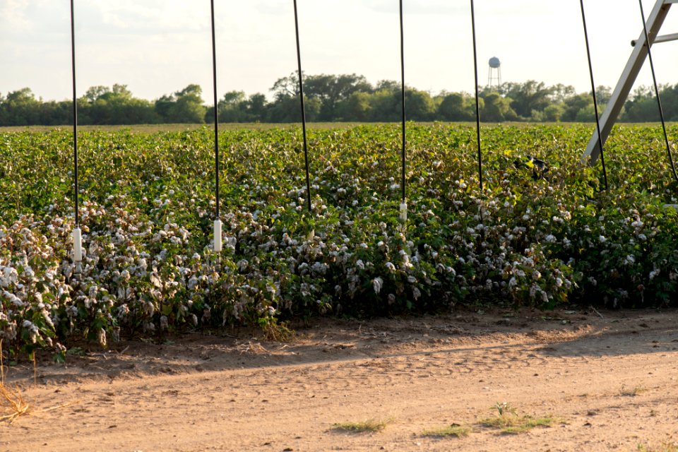 20200823-NRCS-LSC-0917