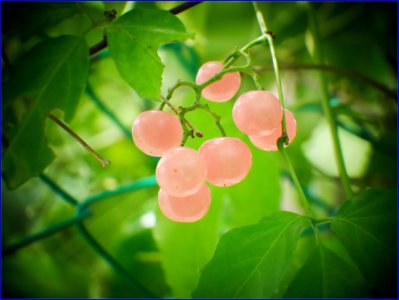 pinky berries