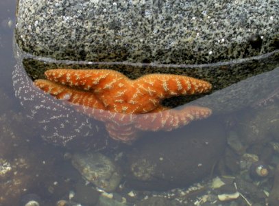Starfish, eh? photo