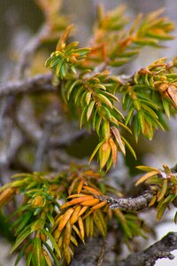 Pine tree forest mountain vegetation photo