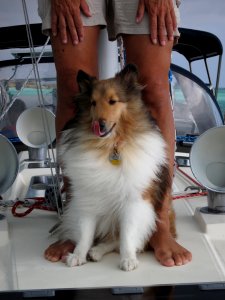 Baily the Sailor Dog