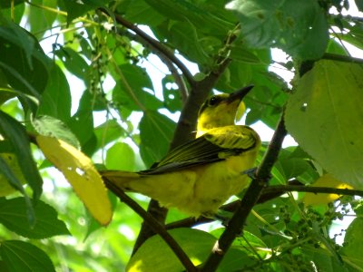 Black-naped Oriole
