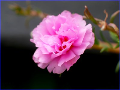 pinky moss roses photo