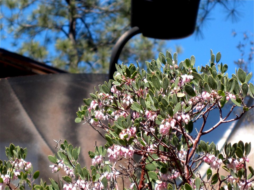 Manzanita in Blloom and Old Giant Satellite Dish