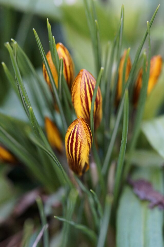 Bud early bloomer spring photo