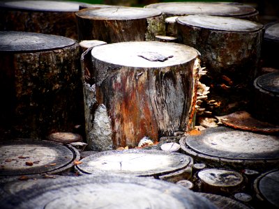 jurong lake gardens - logs trail photo