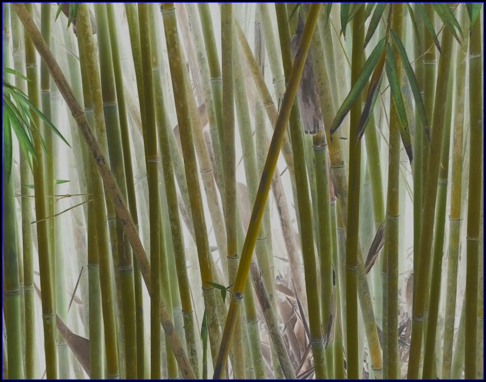 botanic gardens - bamboos
