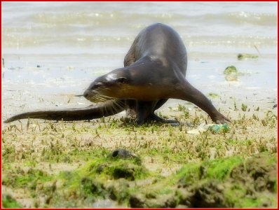 15Feb2019 - otter @ pasir ris beach photo