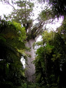 Another Big Tree photo